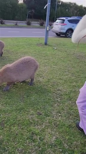 Ok I pull up 🔥🔥#fypシ #capybara #viral #fyp #okipullup | Ok I Pull Up Capybara