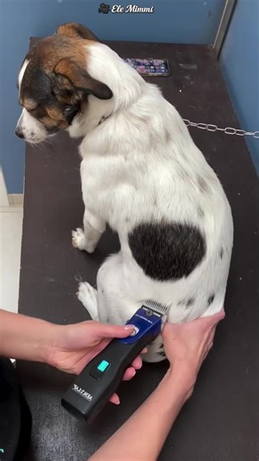 Este Perro Esconde Un Secreto Detrás De Su Pelo | dog secret