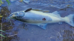 Salmon died after the reproductive function. North America, Canada. Chinook salmon decomposes, adding nutrients to the stream. Dead salmon fish after run for spawning and to lay roe or eggs.