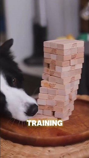 Why Border Collies Are So Demanding