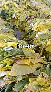 "How Cigars Are Made: The Craft Behind Every Puff!"