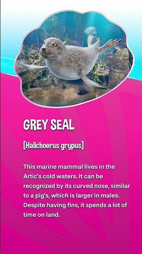 Are you ready to learn some fun facts about Grey seals? 🦭🌊 #shorts | Mermaid Magic