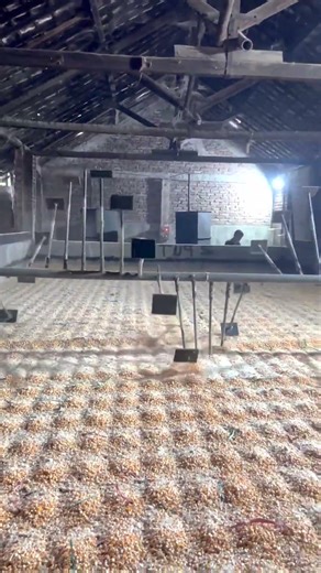 Traditional Grain Drying System | Automatic Turning Process