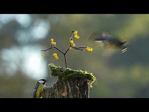 Natural Meditation Music 60 BPM – Relaxing Water Sounds for Deep Rest & Emotional Balance