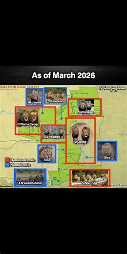 Updated lion territory in Sabi Sand Game Reserve in Match 2026. #lion #majingilane #sabisands