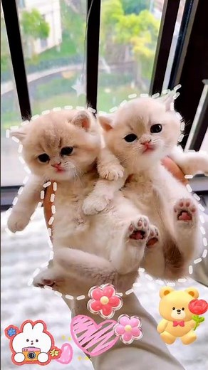Cat Expressions That Match Every Mood #shorts #cat #cute