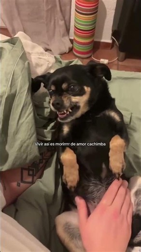 La perrita disfruta cuando canta él, pero cuando canta ella pasan cosas 🫣