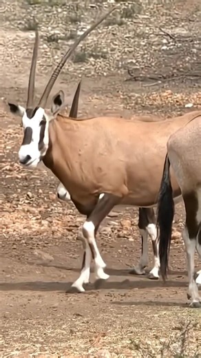 Eu Caçava Veados Selvagens na Floresta 🌲🦌 | Aventura de Caça Incrível#reels