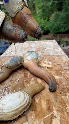 5 Giant Geoducks on the Table… Weird? Yes. Delicious? Absolutely.
