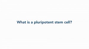 What is a pluripotent stem cell