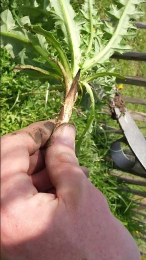 How to remove thistles for good?