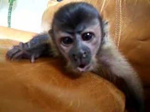 Baby capuchin Lenny sings for you!