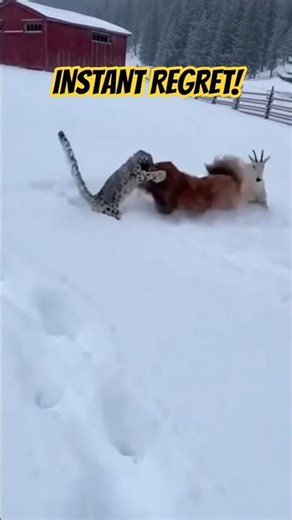 Snow Leopard vs. Giant Tibetan Mastiffs! 🐆🐕