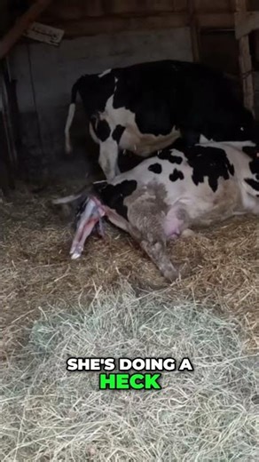 Twin Calves Born in Barn! Amazing Cow Birth Captured! #shorts