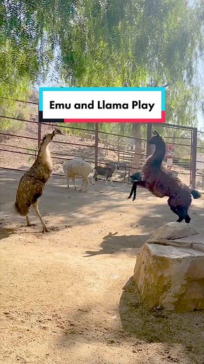 Interspecies Friendship: Llama and Emu Playing Together
