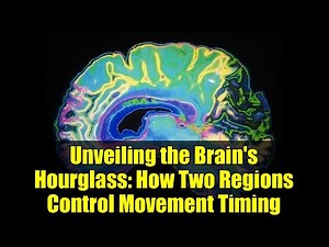 Unveiling the Brain's Hourglass: How Two Regions Control Movement Timing