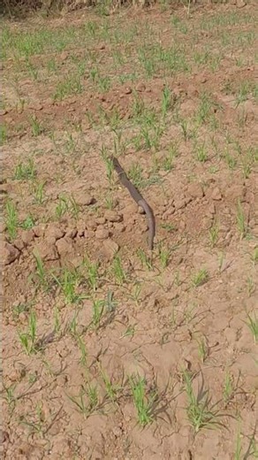 #cobra sap snek#🪱tending #