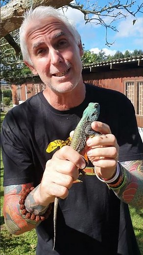 Blue Headed Agama in South Africa #reptiles #wildlife #africa #lizard liz