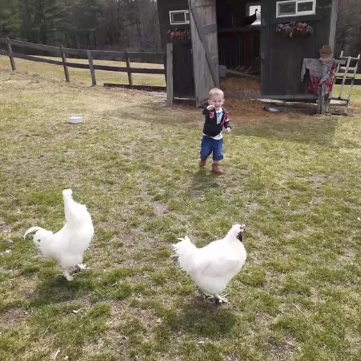 60 reactions · 5 comments | Watch out for attacking chicken #fypシ゚viralシ #funnyreels #life #animals #fun #love #running #kids | Homerthepig Icabod | Facebook