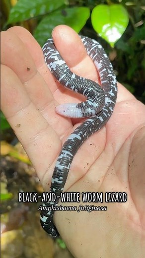 The rare and elusive black-and-white worm lizard! #herpetology #reptiles #wildlife #animals