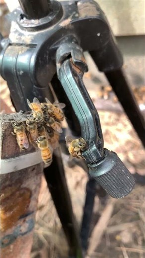 “Honey Time in the Hive: Watch Bees Eat 🍯🐝”