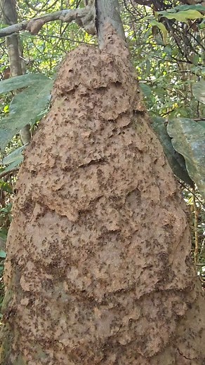 Ancient Amazonian tribes used these antes as a deodorant and perfume by letting them crawl on their hands and smashing the bodies which gives off a nice smell. I didn't realize I was also standing in a nest when they crawled up and began biting me everywhere. #amazontribes #amazonriver #brazil #braziladventure #adventureseeker #travel #adventureseeker #travelsouthamerica #travelphotography | Michael Sell