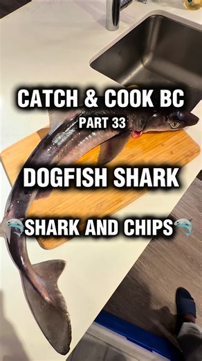 JP on Instagram: "🦈🔥 CATCH & COOK BC – Spiny Dogfish “Shark & Chips” 🍟🌊✨ Pulled a Pacific spiny dogfish from cold BC water — sleek, quick, and wearing that permanent “I know something you don’t” shark face 🦈😐🌊. Cleaned it, skinned it, soaked it to mellow out that sharky attitude, then battered and fried it into golden “fish & chips” glory 🍺🔥🍟. The texture? Firm, flaky, and surprisingly refined — like cod that hit the gym 🏋️‍♂️✨. The flavor? Mild, clean, and perfect with a squeeze of l