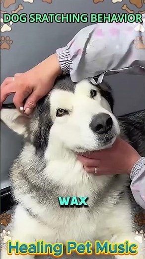 🐕How to Remove Dog Ear Mites🐕