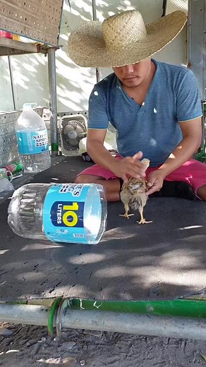 10M views · 360K reactions | #manok#viral#trending#tricks#tutorial | Megoy | Facebook