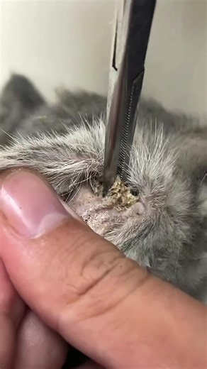 Stop cleaning your cat’s ears with your hand or a tissue, it will be harmful to your cats, try this ear cleaning cotton swabs, it is over 892K people’s common choice on Amazon.#cathealth #catsoftiktok #catlovers #tiktokmademebuyit #catmom