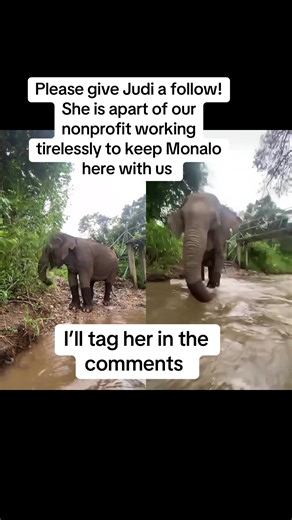 #duet with @Judy Ann 🐘❤️✨💜 #karenelephanthome #karenelephanthome #fyp #rideabikenotanelephant