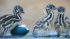 Gene find is a leg-up for emu wings