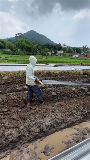 The process of installing plastic mulch on agricultural land, des13 #farming #agriculte