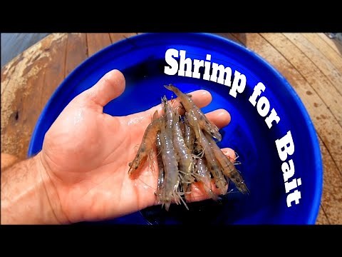 Catching Shrimp With A Cast Net - How To Catch Live Shrimp For Bait Easy: Best Netting Shrimp | SFSC