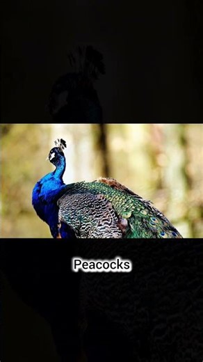 What If the Color Blue Disappeared Forever? 🌍💙 #facts #viral #shorts