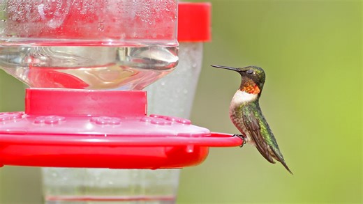 Hummingbirds: Everything you need to know about feeders, nectar and making the birds happy