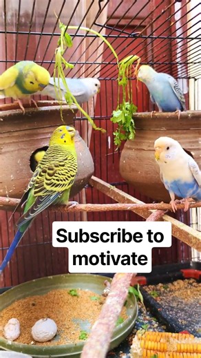 Cute budgies eating coriander playing having fun #birdlovers #birds #budgies #parrot @Parakeet