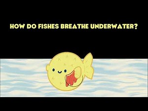 Breathing in Fishes | Life Processes in Animals | Grade 7 | Science | Khan Academy