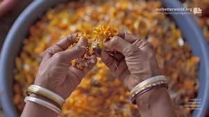 1.4M views · 978 reactions | Three years ago, HelpUsGreen set out to clean India’s rivers of temple flowers. Little did they know that they would be changing the lives of marginalised women too. Check out our latest story by Gautam Pemmaraju and find out how these flowers are transforming lives. | Our Better World | Facebook