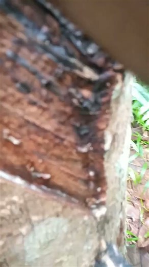 rubber tapping,Natural rubber properties. #howrubberismade #nature #latex #wildlife #rubber