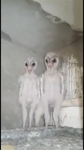 30K views · 189 reactions | Man was stunned to have found alien looking creatures in his attic #bird #owl #alien | Jessa Mae Ali Valmores | Facebook