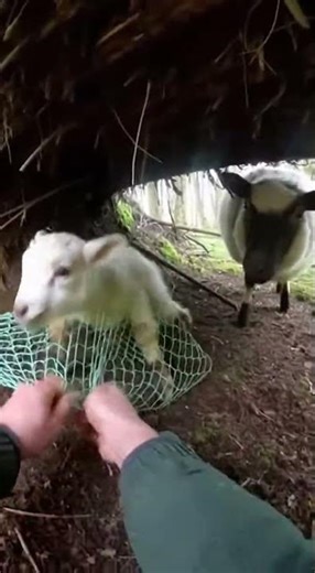 Hands Unwinding Netting in a Tight Forest Den