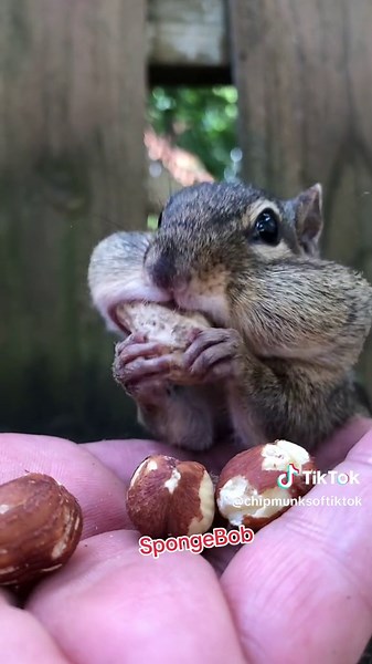 Boris with the perfect timing to come fill the cheeks with his cousin SpongeBob#fyp #chipmunks #cuteanimals #spongebob #boris
