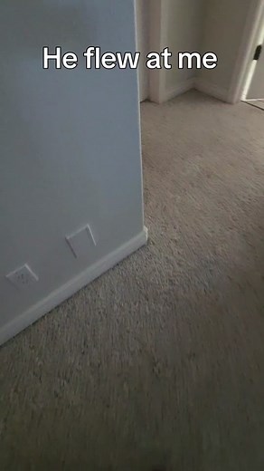 calling in reinforcements #banditthecockatoo #parrotsoftiktok #talkingparrot #cockatoo #umbrellacockatoosoftiktok #umbrellacockatoo #talkingbird #grandpa #tantrum #reinforcements #timeout