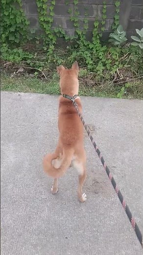 kombai dog 9month