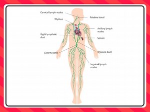 Lymph Cells And Lymphatic System