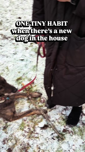 Easy trick for multi dog homes!