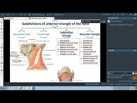 Anterior Triangle of Neck - Dr. Ahmed Farid