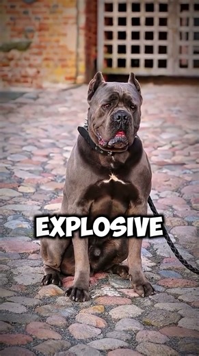 When the Cane Corso Loses Its Patience… Run