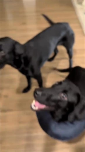 We are a work in progress 😅😂 #labrador #dogmom #labradorretriever #godisgreat #twins #brother #godisgood #pray #praying #prayer @BudTheBlackLab | Haley Buckland
